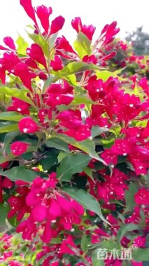 高度100厘米红王子锦带