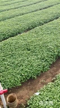 高度15厘米荆芥