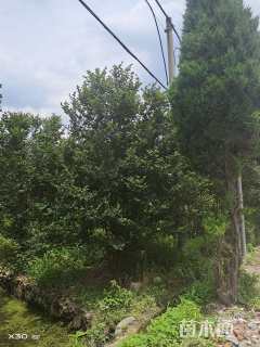 10公分红火箭紫薇