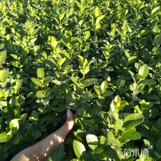 高度30厘米胶东卫矛