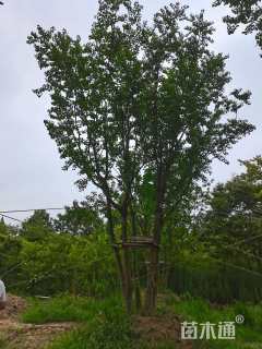 50公分(5杆)丛生乌桕