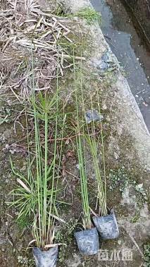 高度60厘米旱伞草