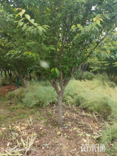 10公分日本晚樱