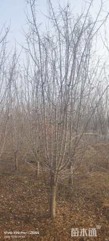 10公分垂丝海棠