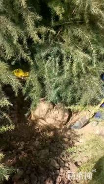 移栽苗北非雪松