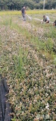 30厘米花叶络石