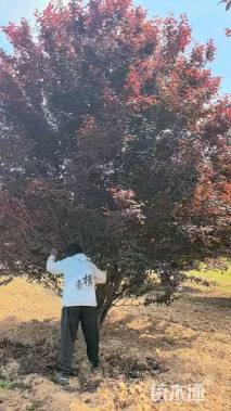 高度600厘米丛生紫叶李