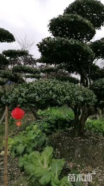 高度280厘米大叶黄杨