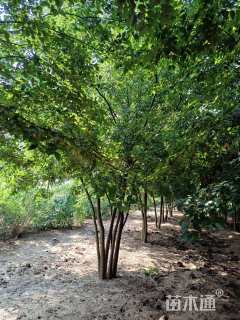 45公分丛生朴树