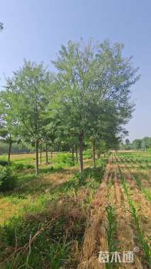 20公分国槐