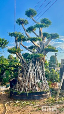 40公分造型小叶榕