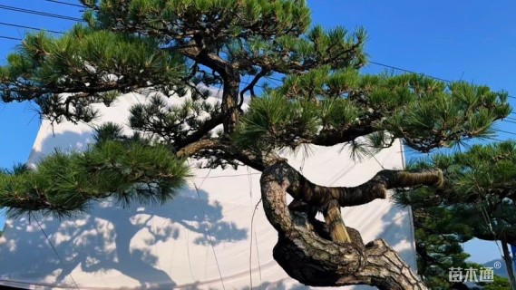 15公分日本黑松