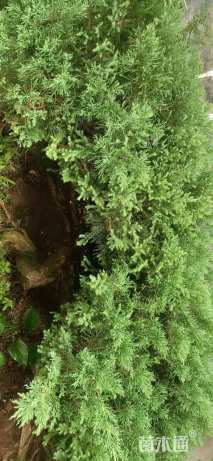 高度50厘米铺地柏