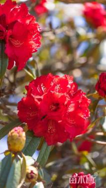 高度1200厘米杜鹃