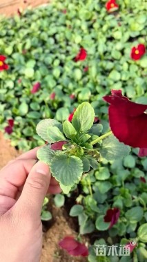 高度15厘米三色堇