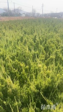 高度60厘米龙柏