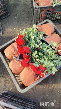 高度30厘米欧洲月季