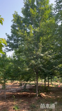 16公分美国红枫