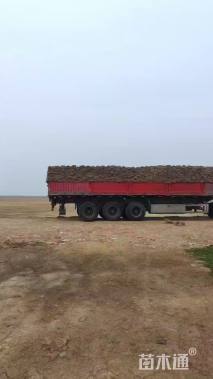 草毯状百慕大草