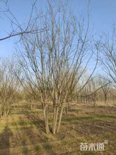 高度600厘米丛生国槐