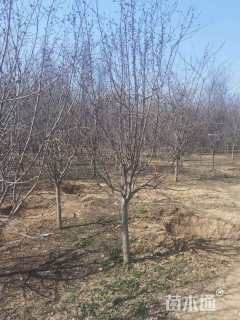 15公分西府海棠