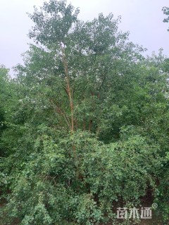 45公分丛生乌桕