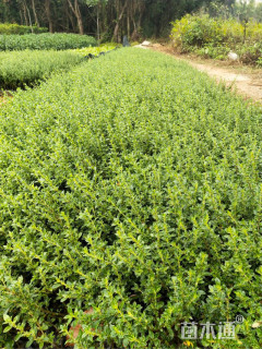 高度25厘米六月雪小苗