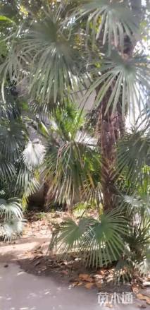 裸干高5000厘米棕榈