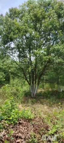 50公分(5杆)丛生香樟