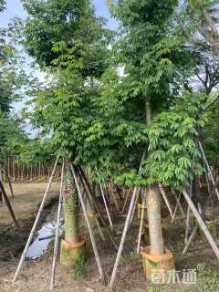 15公分美丽异木棉