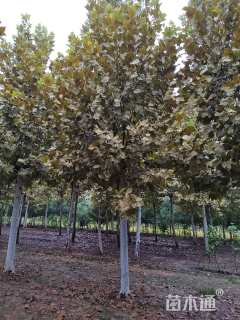 21公分速生法桐