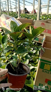 高度30厘米无尽夏绣球