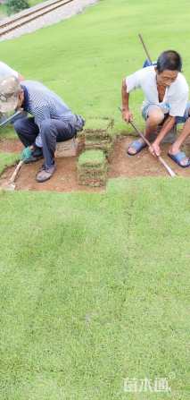 草块状马尼拉草