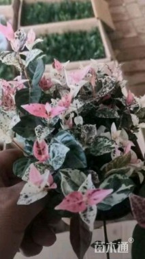 30厘米花叶络石