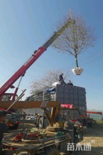 15公分欧洲小叶椴