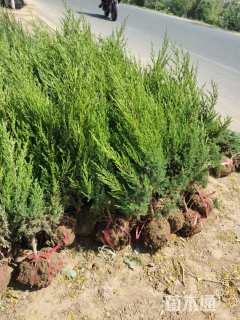 高度30厘米塔柏