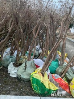 高度1200厘米映山红