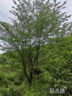 23公分日本早樱