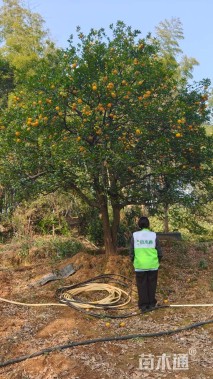 30公分丛生香橼