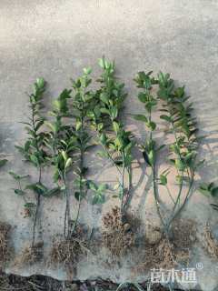 0.3公分大叶冬青