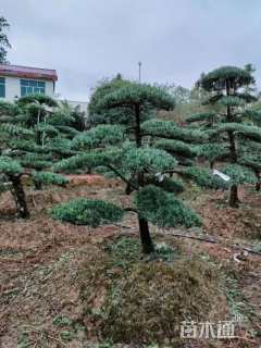 移栽苗造型罗汉松