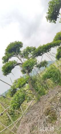 12公分无刺枸骨