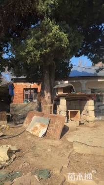 高度1000厘米龙柏