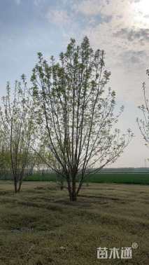 高度800厘米丛生白蜡