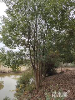 75公分丛生香樟