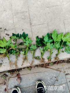 高度10厘米满天星