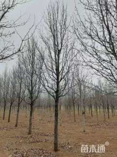 15公分彩叶豆梨