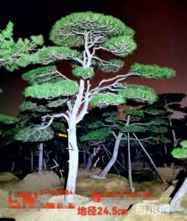 30公分造型油松