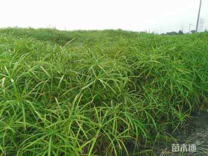 高度60厘米旱伞草