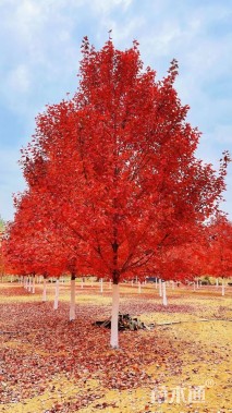 18公分美国红枫-红点